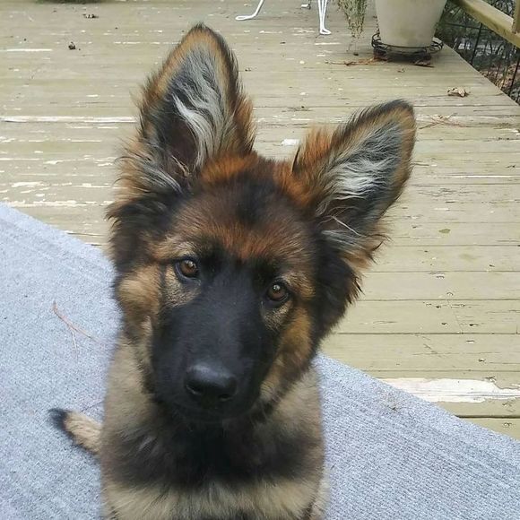 Meet your Posher, Renee - Picture 1 of 1